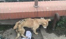 一个狗狗最新爆料图片视频,萌态百出，萌翻网友心